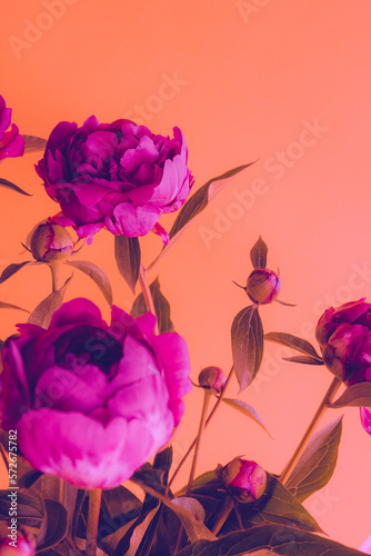 Beautiful peony flowers in neon color. Close up flowers