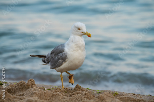 Big seagull on the sea beach at the clear summer evening, wild nature birds © Serhii