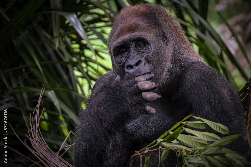 Obraz premium portrait gorilla