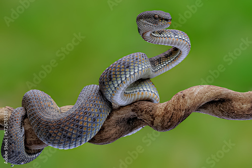 Valokuva Insularis