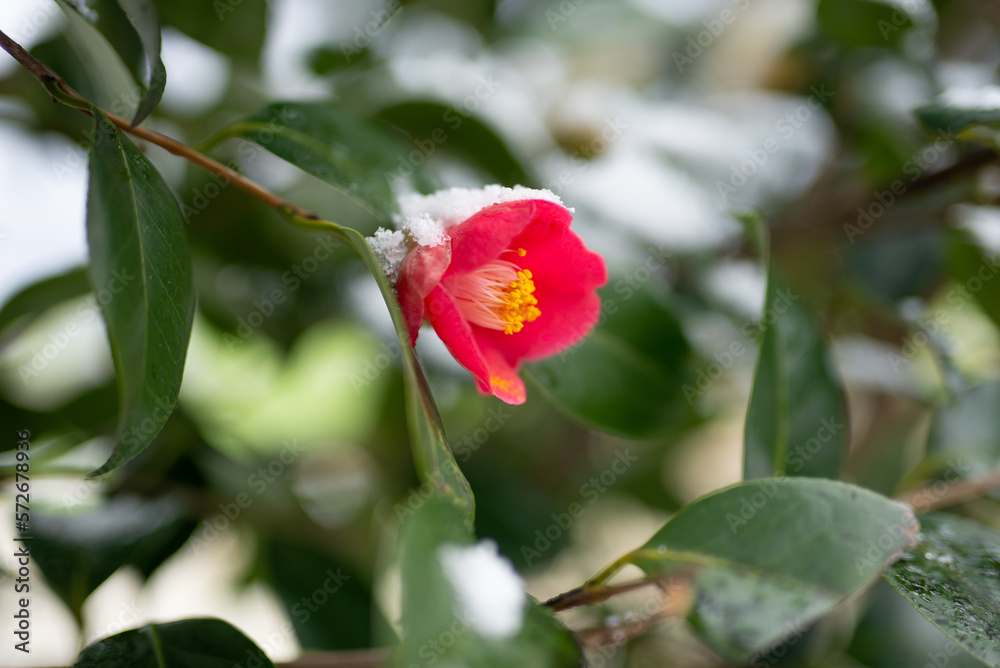 雪の中で咲く椿