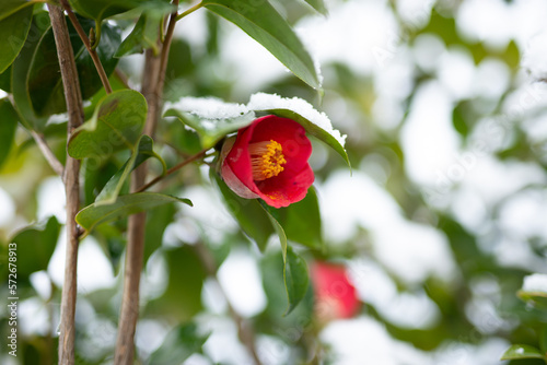 Print op canvas 雪の中で咲く椿