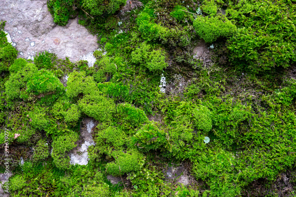 Background from stone covered with moss. The rock is overgrown with green moss and plants.