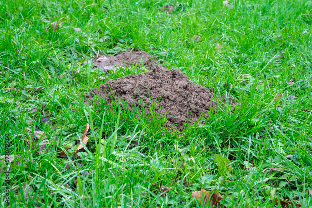 On the green grass, a breast of earth dug by a mole. On the green grass, a breast of earth dug by a mole.