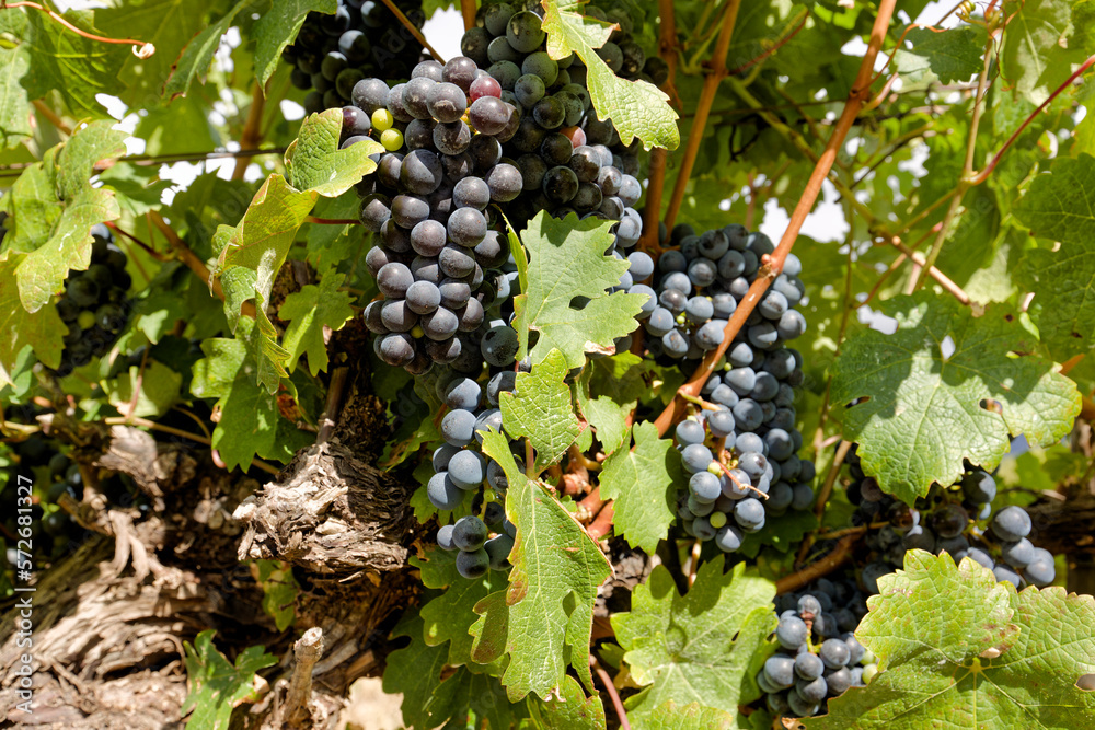 Ripe black grapes hanging in vineyards in Slanghoek, South Africa.