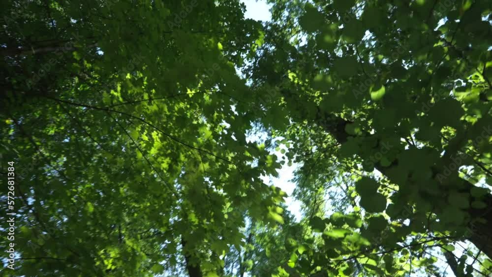 Nature forest outdoors with sunlight. Environment POV person walking outside Nature forest outdoors with sunlight. Environment POV person walking outside