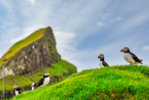 Obraz na płótnie Puffins of the Faroe Islands, Mykines, Denmark, Europe w salonie