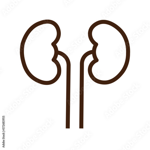 kidney outline icon medicine organ vector illustration