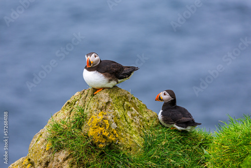 Puffins of the Faroe Islands, Mykines, Denmark, Europe photo