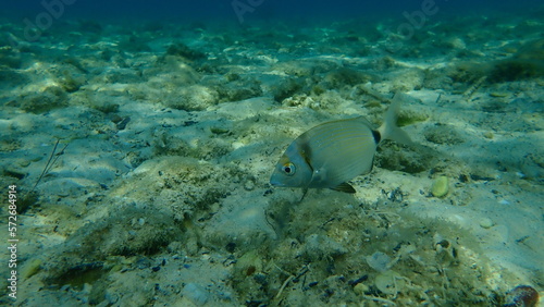Сommon two-banded sea bream or two banded sea bream (Diplodus vulgaris) undersea, Aegean Sea, Greece, Thasos island