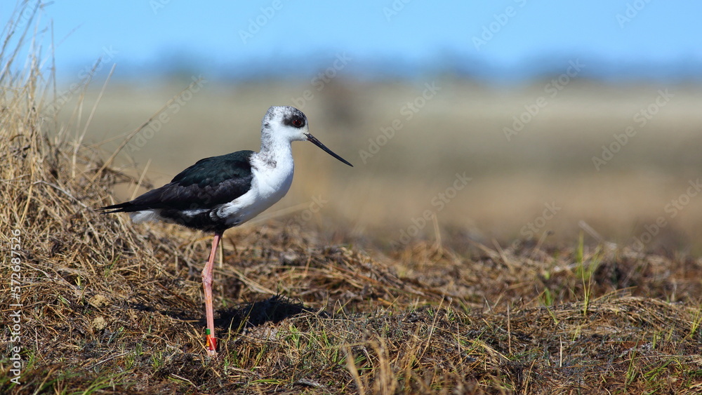 Black stilt or kakī (Himantopus novaezelandiae), a critically endangered bird species (this is a juvenile or subadult), New Zealand endemic species, At Tasman River, Canterbury, New Zealand Black stilt or kakī (Himantopus novaezelandiae), a critically endangered bird species (this is a juvenile or subadult), New Zealand endemic species, At Tasman River, Canterbury, New Zealand