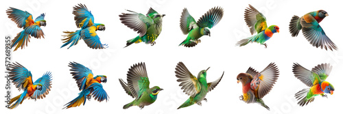 set of colorful birds © I LOVE PNG