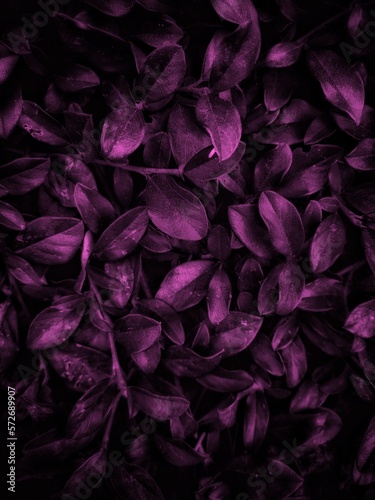 Viva magenta nature background with beautiful leaves. Floral trend color backdrop. Flowers background.