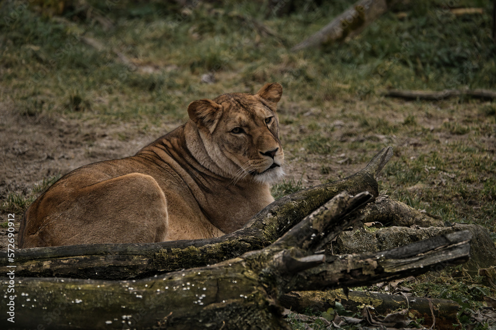 wild lebende tiere, weiß, katze, tierpark, tier, felino, 