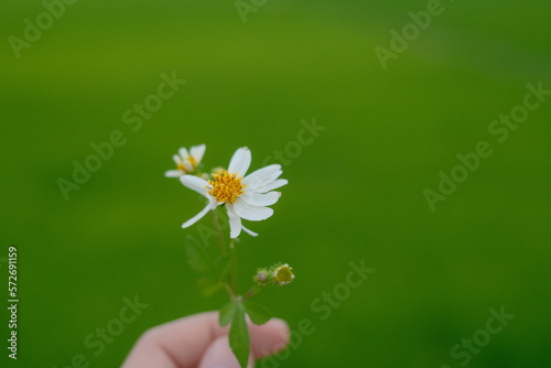 hand holding a dandelion
