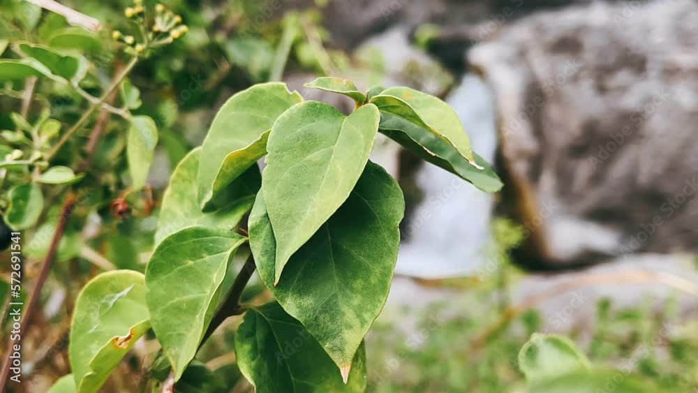 leaves in the garden, waterfall,branch, fresh, agriculture, vegetable, organic, green, growth, flower, spice, closeup, object, summer, growing, close-up, leaves in the garden, waterfall,branch, fresh, agriculture, vegetable, organic, green, growth, flower, spice, closeup, object, summer, growing, close-up,