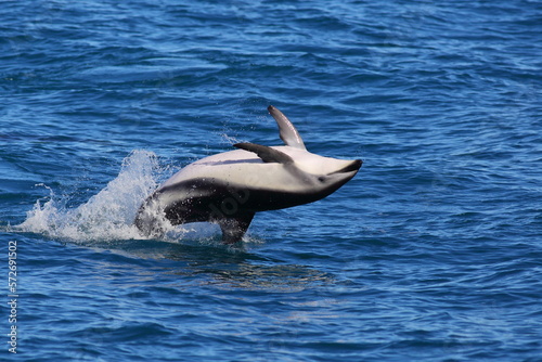 A playful Dusky dolphin (Lagenorhynchus obscurus) jumping off the sea in Kaikoura, New Zealand