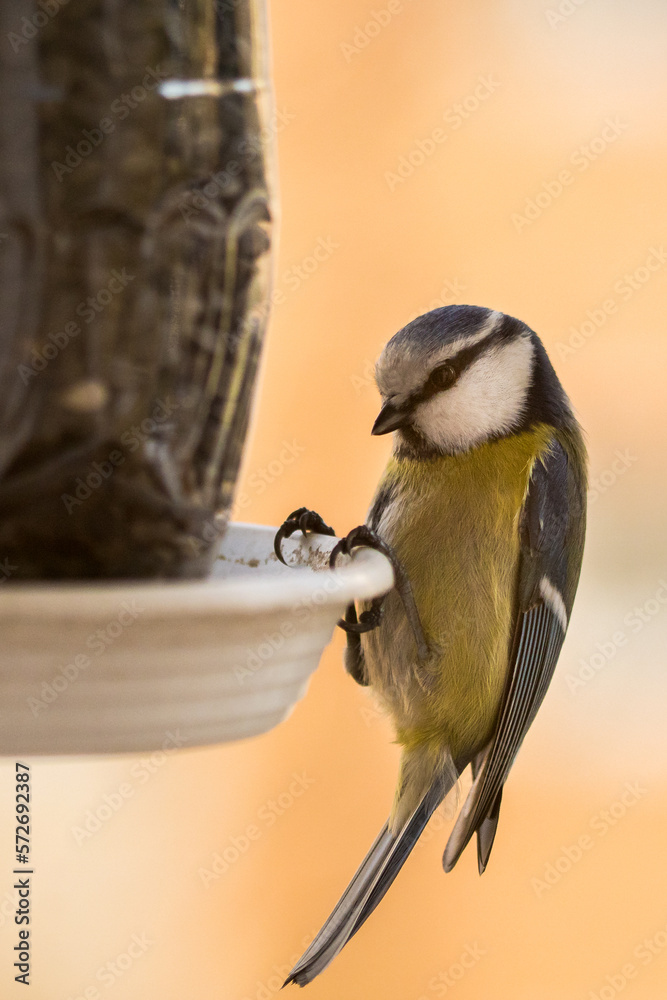 Fototapeta premium Przy karmniku.
