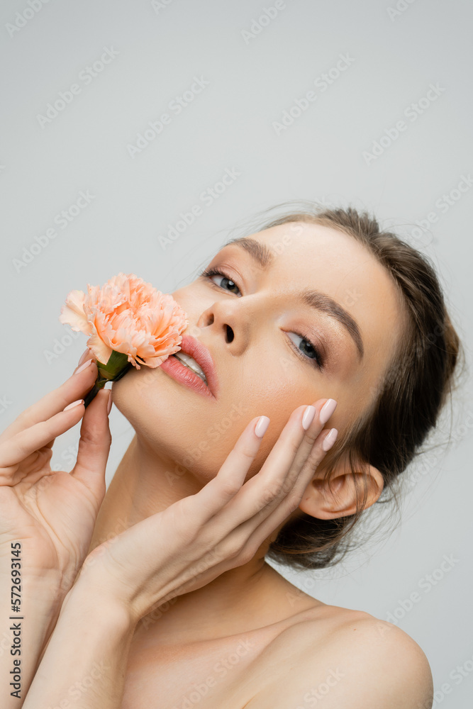 sensual woman holding fresh carnation near perfect face while looking at camera isolated on grey. sensual woman holding fresh carnation near perfect face while looking at camera isolated on grey.