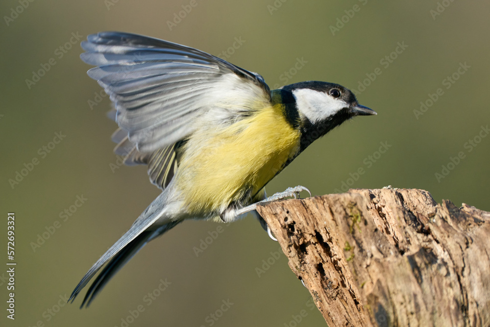 Great Tit