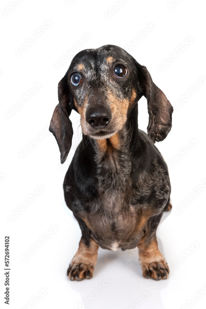 Portrait of an old sad gray-haired dachshund dog, full-length isolated on a white background