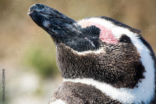 Close up of a penguin