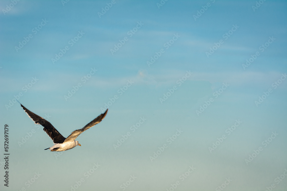 Naklejka premium seagull in flight