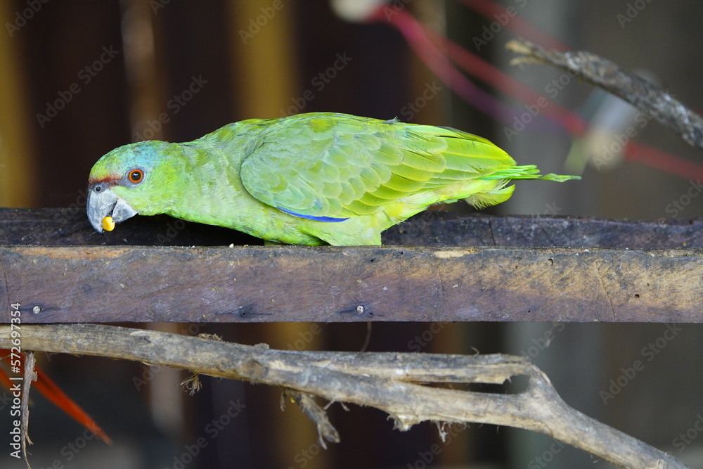 The turquoise-fronted amazon (Amazona aestiva), also called the turquoise-fronted parrot, the blue-fronted amazon and the blue-fronted parrot. Novo Airao, Amazonas, Brazil.