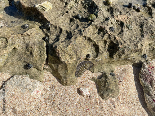 chiton attached to sea rock