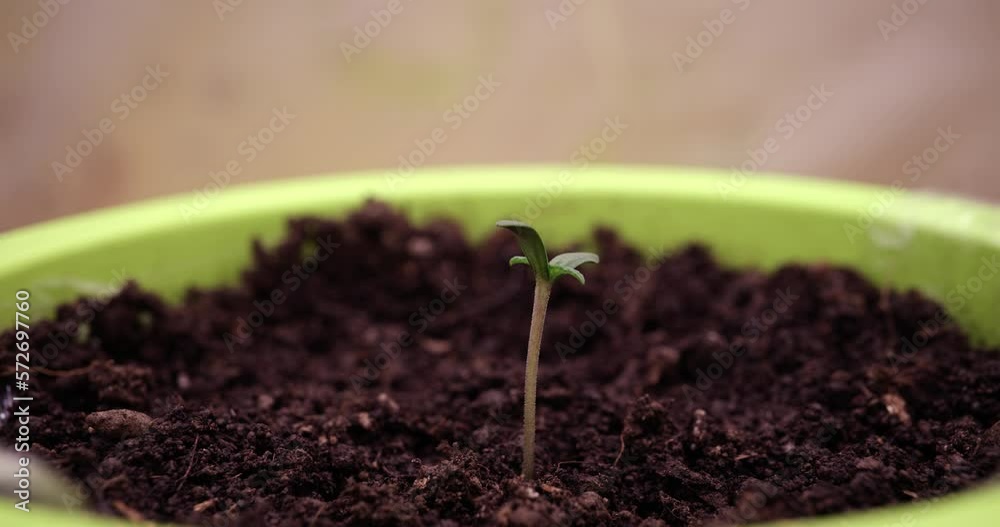 The green sprout grows in black soil in a pot, timelapse The green sprout grows in black soil in a pot, timelapse