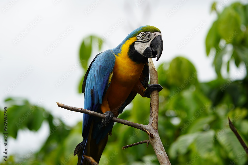 The blue-and-yellow macaw (Ara ararauna), also known as the blue-and-gold macaw, Psittacidae family. Novo Airao, Amazon - Brazil. The blue-and-yellow macaw (Ara ararauna), also known as the blue-and-gold macaw, Psittacidae family. Novo Airao, Amazon - Brazil.