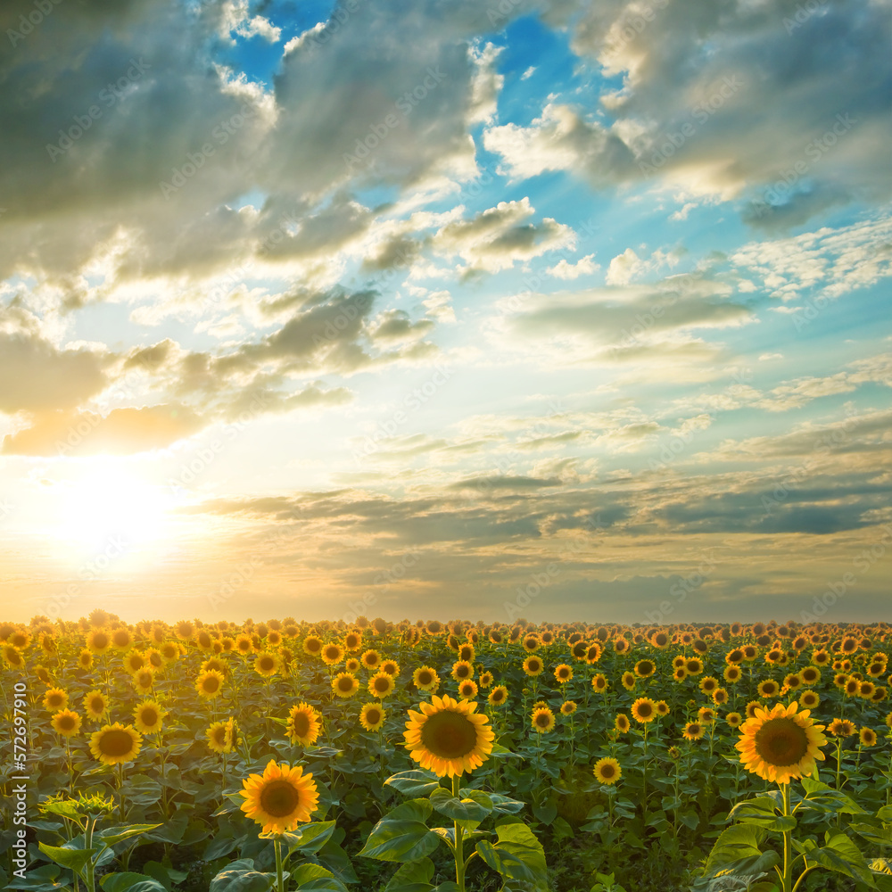 Obraz premium sunflower field at the dramatic sunset, countryside agricultural evening scene