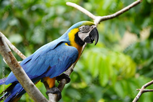The blue-and-yellow macaw (Ara ararauna), also known as the blue-and-gold macaw, Psittacidae family. Novo Airao, Amazon - Brazil.