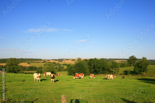 vache pré campagne