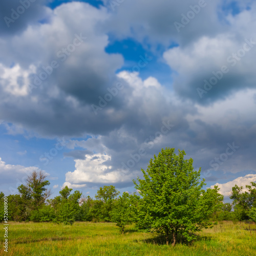 alone tree among green prairie under dense cloudy sky, summer countryside landscape