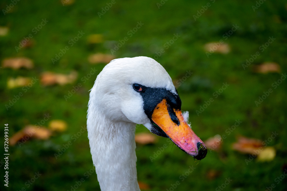 Hyde park, london, vulgar swan, also called mute or white swan. United Kingdom. Hyde park, london, vulgar swan, also called mute or white swan. United Kingdom.