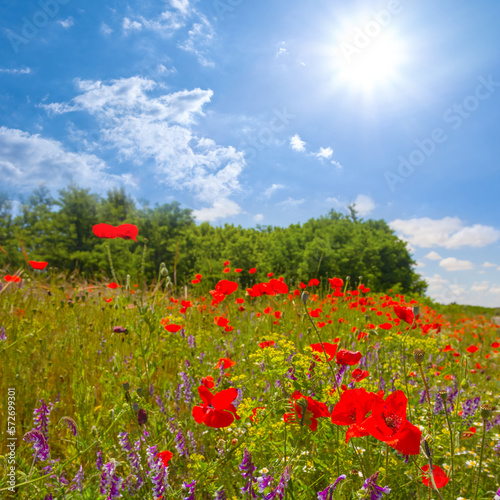Fototapeta Naklejka Na Ścianę i Meble -  prairie with red poppy flowers at summer sunny day
