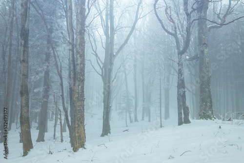 winter snowbound forest in dense mist