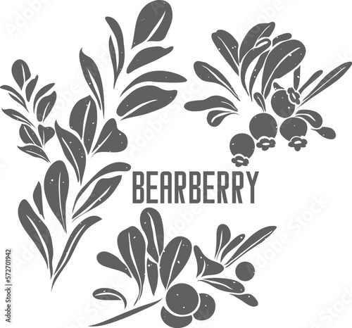 Bearberry leafs and berries vector silhouette. Uvae ursi folia medicinal herbal outline. Arctostaphylos uva-ursi leaves silhouette for pharmaceuticals and cooking. A set of Kinnikinnick plant outlines photo