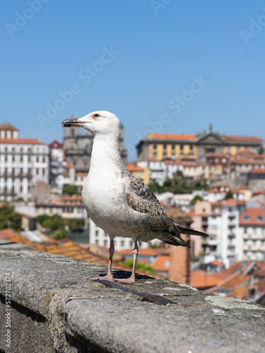 Young seagull standing on the wall in Porto