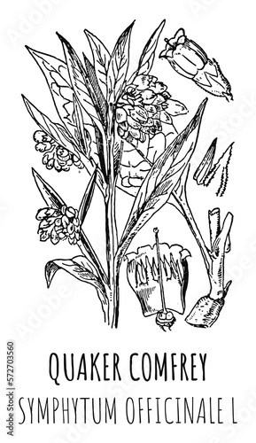 Drawings of QUAKER COMFREY. Hand drawn illustration. Latin name SYMPHYTUM OFFICINALE L.
