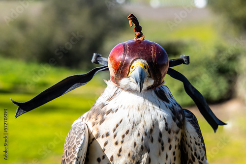 A trained falcon wearing a hood for calming purposes.