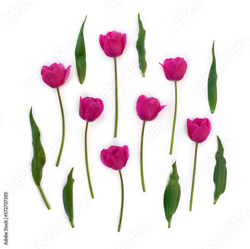 Pink flowers tulips on a white background. Top view, flat lay