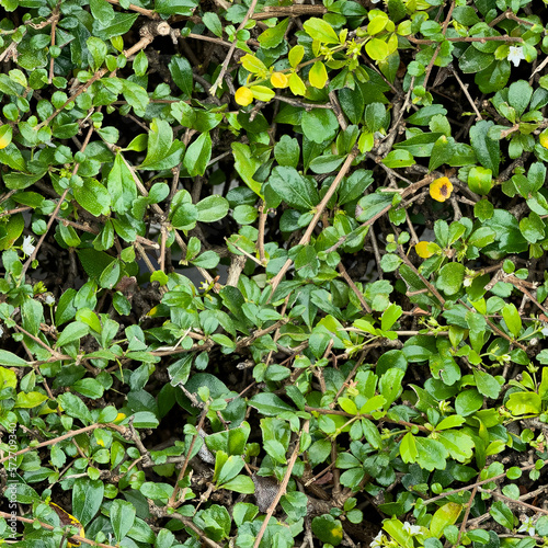 fukien tea tree background seamless pattern. garden tree. Trees for planting as fences