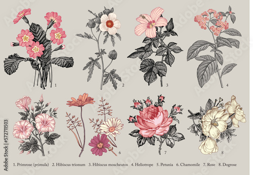 Botany. Set vintage medical realistic isolated flowers. Nature baroque. Drawing engraving. Vector background victorian Illustration Primrose primula Hibiscus Heliotrope Petunia Chamomile Rose Dogrose 