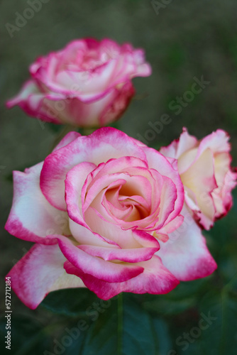 Roses With White -Pink Petals In The Garden