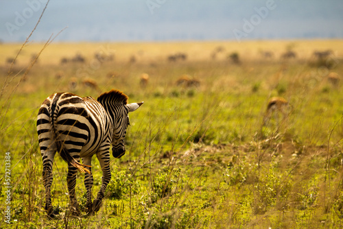 zebra in serengeti national park city