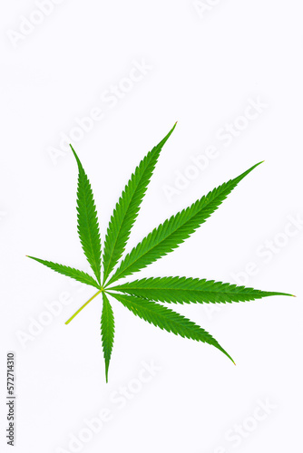 marijuana leaf on white background,Cannabis leaf, marijuana isolated on white background