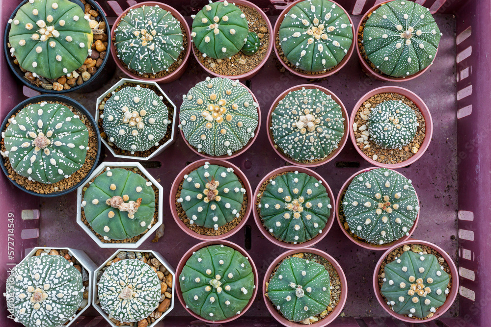 Top view of the cactus garden,Small potted plants greenhouse plant nursery and stores. Top View. Cacti or cactus, desert plant in many type and shape with its needle as leaf. Variety cactus in pot and