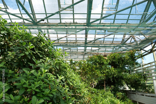 Healthy green trees grows in greenhouse, ecological balance of planet